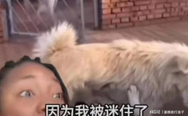 火！身价飙升至10万美元狗主人被扒pg模拟器贵州下司犬“查理国王”爆