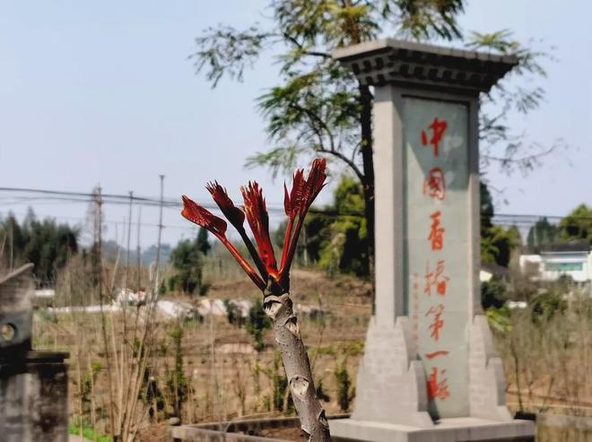 分之一上市了！达州每公斤高达380元！pg电子模拟器电脑版占据全国产量近三(图3)